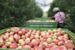 A bin filled with ripe apples in an orchard, with a person picking apples in the background. The scene suggests a harvest.